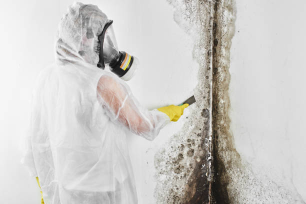 Best Attic Mold Remediation in Keeler Farm, NM
