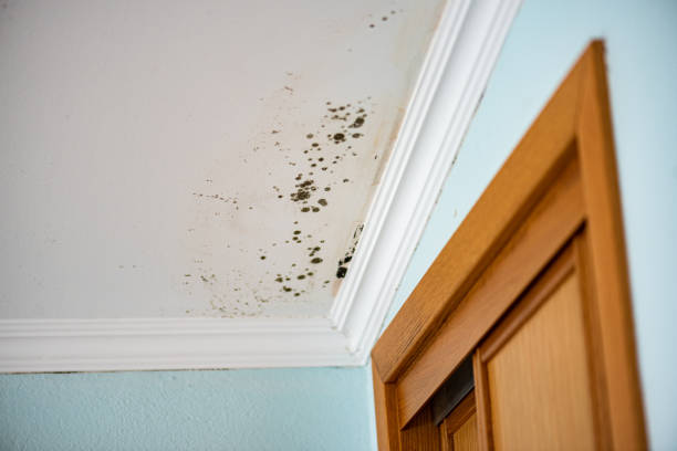 Best Commercial Mold Remediation in Keeler Farm, NM