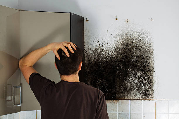 Best Residential Mold Remediation in Keeler Farm, NM